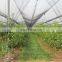 UV treated vineyard used anti hail net