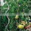 tomato plant spiral support stakes