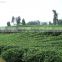 Factory Directly Provide China Alibaba Supplier Gunpowder green Tea 9175