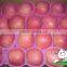 2013 New Crop Fuji Apple