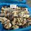 New Crop Frozen Porcini Mushroom