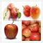 Fresh gala apple with good quality and good taste for sale