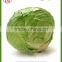 Chinese high quality fresh green cabbage