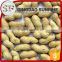 Importers planting peanuts in shell