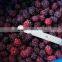 Bulk Frozen A Grade Blackberry Fruit