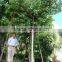 Blooming Bauhinia Variegata L of Outdoor Decorative Ornamental Landscape Plants