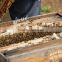 two levels assemble beehive offered by manufacture