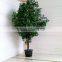 SJ2001022 Small potted foliage banyan tree landscaping decoraative garden tree