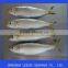 frozen sardine for bait and canning