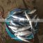 Golden supplier sea frozen Pacific mackerel 200g