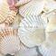 Seashell Handicraft Vietnam/Natural Seashell Craft