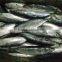 Frozen bonito whole round fish