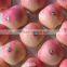 China good quality fresh apple (gala)
