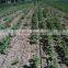 agriculture single blade labyrinth drip irrigation tape