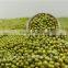 Green mung bean Moong dal for sprouting