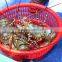 Viet Nam lobster