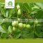bulk dried walnuts with thin shell, walnut kernels for sale