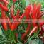 New hybrid F1 Pepper seeds hot and spicy.pepper seeds for growing-15HO-23