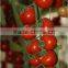 Hybrid High Density Fruits Setting Round Red Cherry Tomato Seeds For Growing-Wonderful