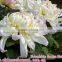 Chrysanthemum