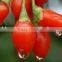 High Quality Natural Goji Berry Extract/Goji Berry Extract Powder/Wolberry Extract Powder