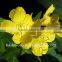 Pure Evening Primrose Oil essential oil