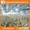 Heracles design Complete poultry chicken farm equipment for broiler and breeders