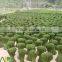Tonkin bamboo flower sticks