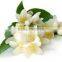 jasmine oil