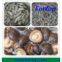 Varieties of New Crop Canned Shiitake Mushroom for British