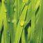Artificial Grass for Football, MT-Stem-Plus / MT-Stem XL-Plus