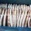 Good quality frozen skin on illex squid tube