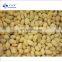 Top Quality Chinese Ginko Nut IQF Frozen Ginkgo Nut