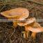 Wild Lactarius deliciosus mushrooms