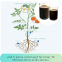 micronutrients chelated amino acid liquid fertilizer trace elements supplement for garden farming crops