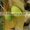 Mango growing bag /Mango protect bag/Mango protection bagfactory price