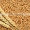 Soft Wheat and Hard Wheat