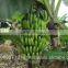 Carvendish bananas