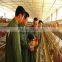 Used Poultry Battery Cages For Sale