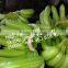 LARGE QUANTITY CAVENDISH BANANA