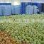 export fresh pomelo from China for honey pomelo importer