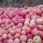 China Sweet Fuji Apple Supplier