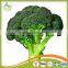 2016 new crop chinese fresh broccoli