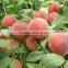 2016 High Germination Rate Peach Seed For Growing