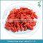 GMP certified organic goji berry all sizes