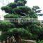 ornamental outdoor natural foliage decorative .bonsai Podocarpus macrophyllus (Thunb.) D. Don