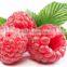 GMP Natural High Quality Raspberry Ketone Powder 99%