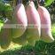 100% Pure African Mango Seed Extract Powder