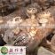 Free shipping premium fresh flower shiitake mushroom China wholesale spawn cultivation