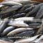 For importers Sea frozen good pacific mackerel for selling
